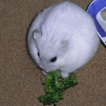 ブロッコリーを食べるましろ