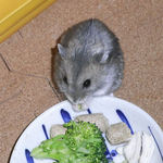 ブロッコリーを食べるコー太