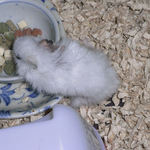 エサ入れに向かうアイ