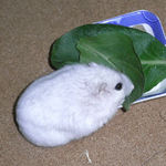 小松菜を食べるましろ