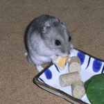 チーズを食べるコーキ