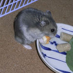 チーズを食べるコー太