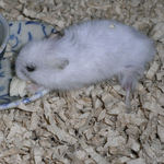 チーズを食べるアイ