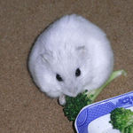 ブロッコリーを食べるましろ