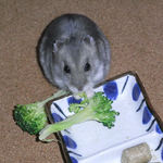 ブロッコリーを食べるコーキ