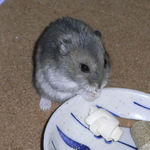 ちびっこクロワッサンを食べるコー太