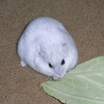 キャベツを食べるましろ