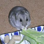 キャベツを食べるコーキ