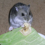 バナナチップを食べるコー太