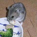 ハム用チーズを食べるコー太