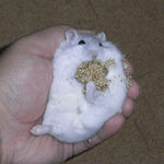 腹出し食いするましろ