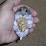 腹出し食いするコーキ