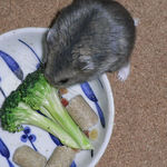 ブロッコリーを食べるコー太