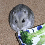 ブロッコリーを食べるコーキ