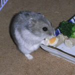 ハム用チーズを食べるコーキです