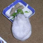 ブロッコリーを食べるましろ