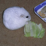 キャベツを食べるましろ