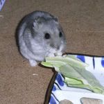 キャベツを食べるコーキ