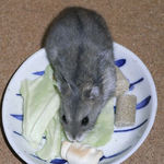 ちびっこクロワッサンに向かうコー太