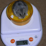 コーキは体重増加