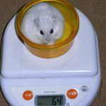 ましろは体重減少