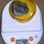 コー太は体重増加