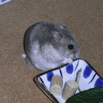 煮干を食べるコーキ