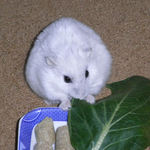 小松菜を食べるましろ