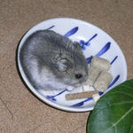 エサ皿に向かうコー太