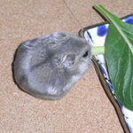 ブロッコリーを食べるコーキ