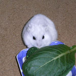 ブロッコリーを食べるましろ