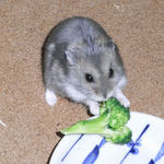 ブロッコリーを食べるましろ