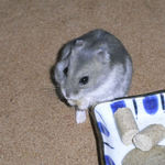 バナナチップを食べるコーキ