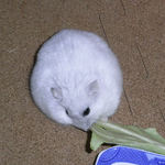 キャベツを食べるましろ