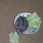 エサ皿に向かうコー太