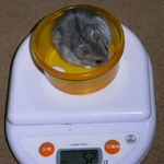 コーキは体重増加