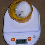 ましろも体重増加