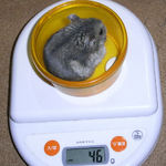 コー太は体重増加