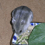 ひとくちチーズを食べるコーキ