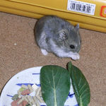 うろうろしているコー太