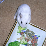 ブロッコリーを食べるアイ