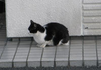 蘇我駅前交番の猫